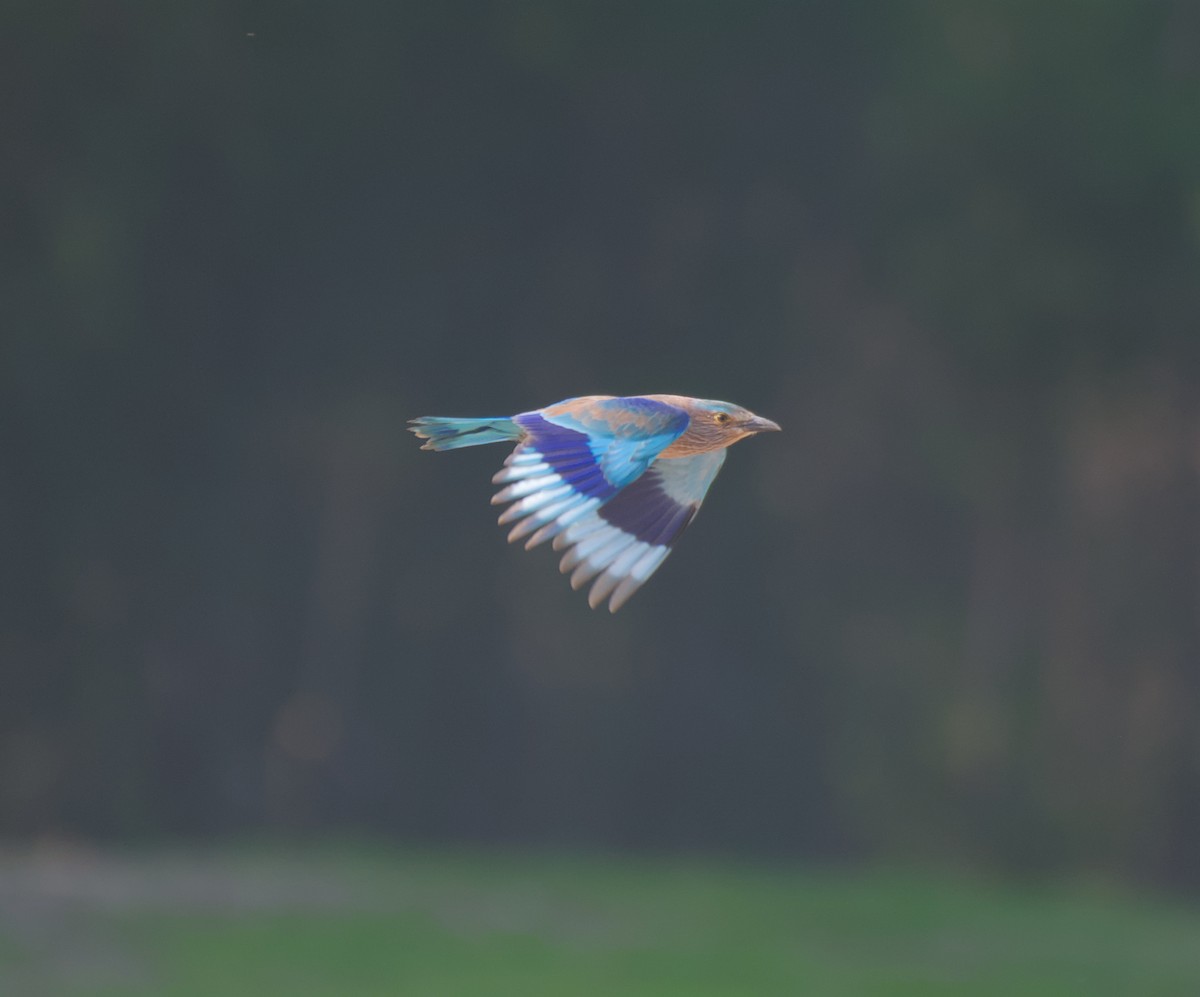 Indian Roller - ML646506034