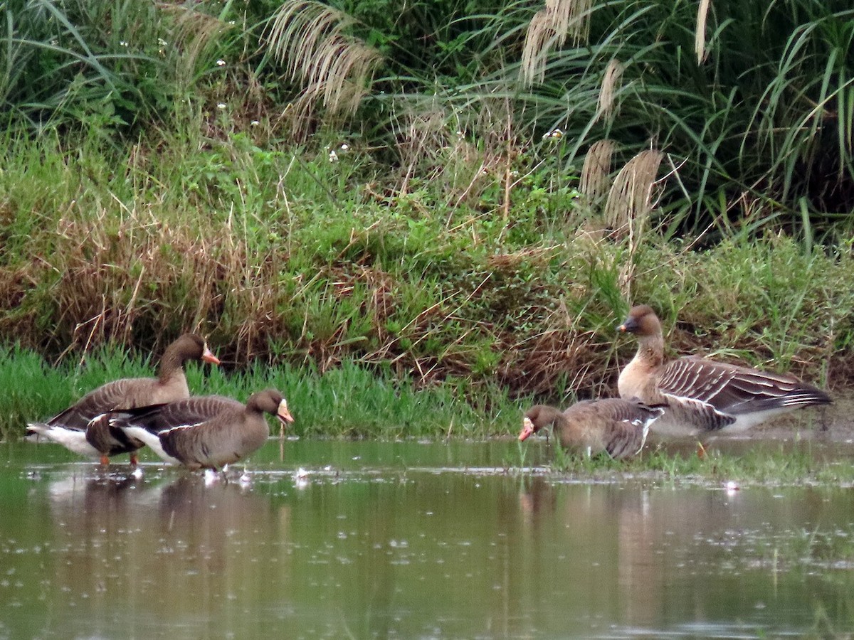 Greater White-fronted Goose - ML646506035