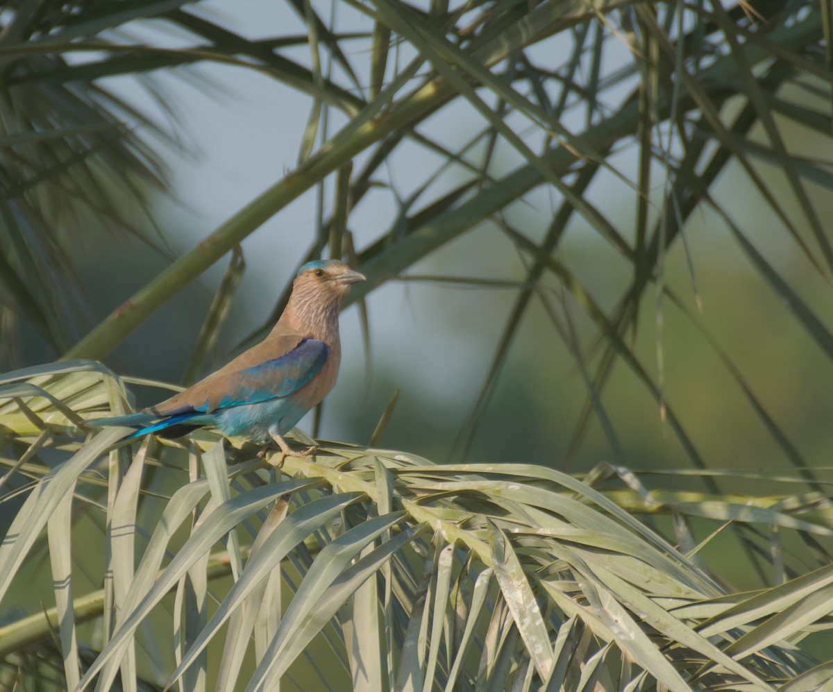 Indian Roller - ML646506036
