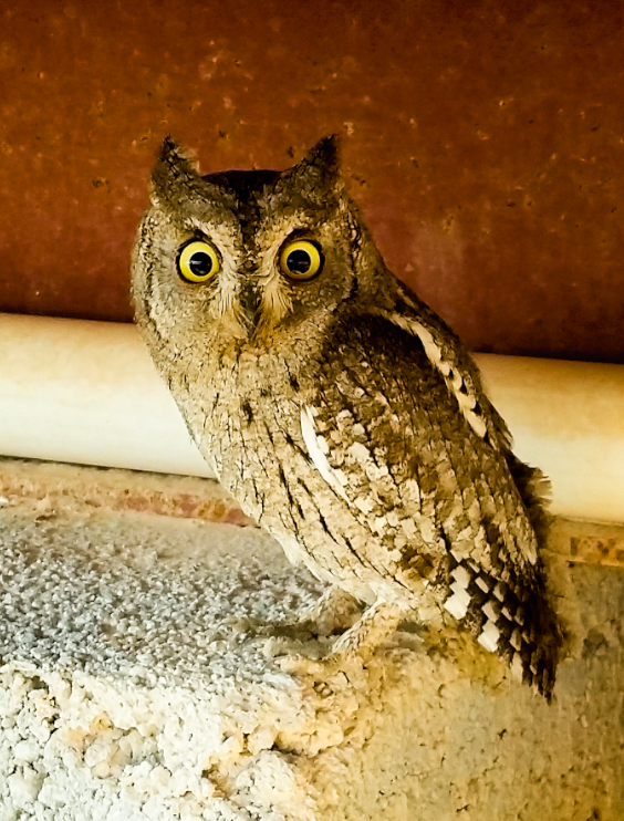 ヨーロッパコノハズク - ML646506038