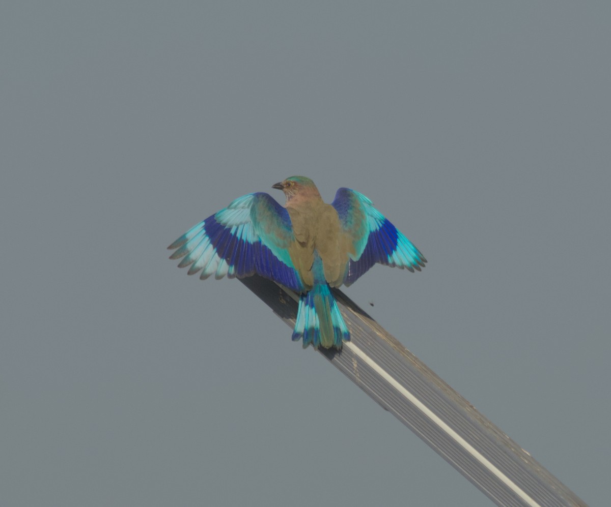 Indian Roller - ML646506039