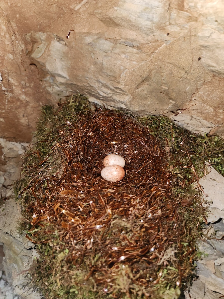 Andean Solitaire - ML646506042