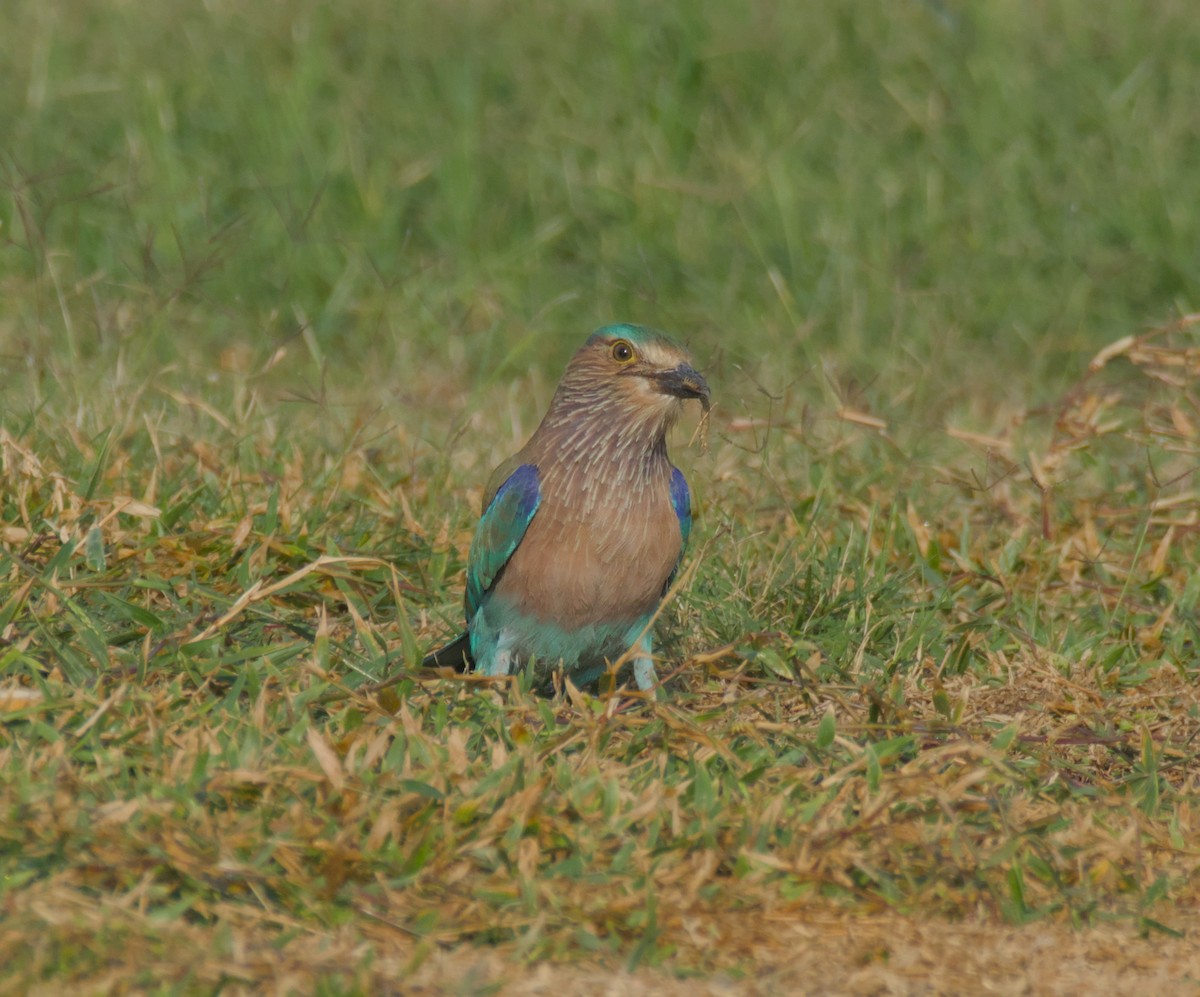 Indian Roller - ML646506044