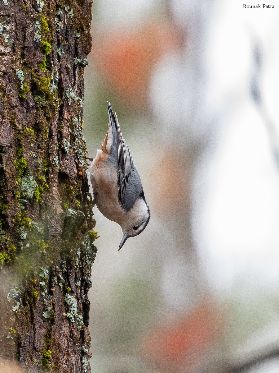 ムナジロゴジュウカラ - ML646506048