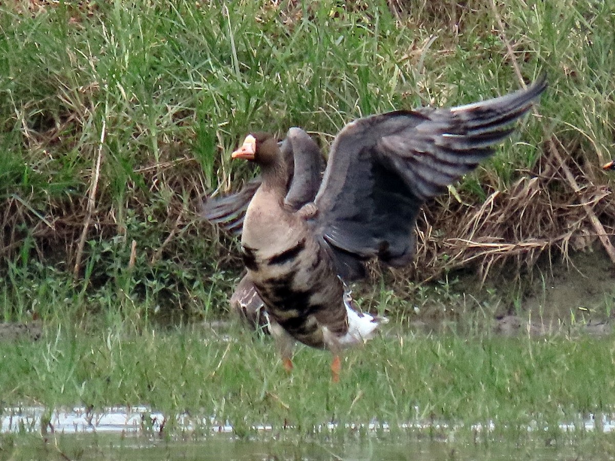 Greater White-fronted Goose - ML646506049