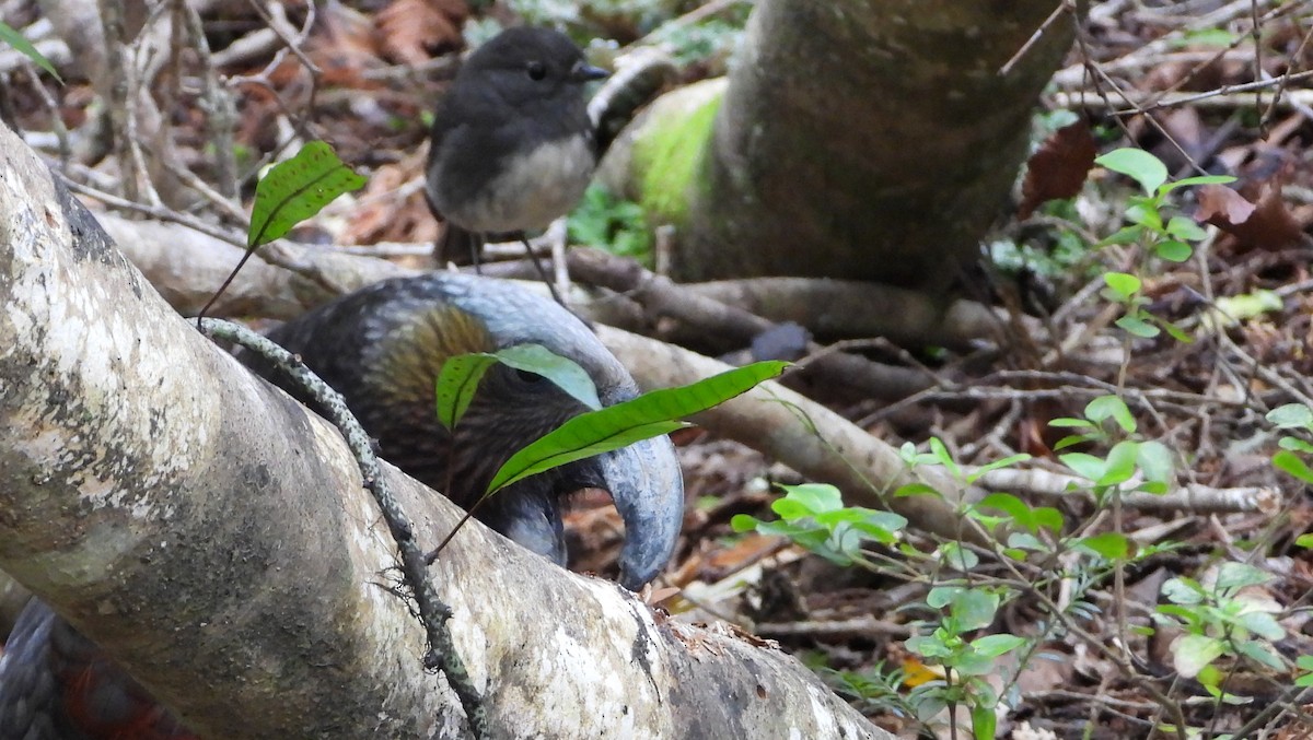 Miro rubisole - ML646506051