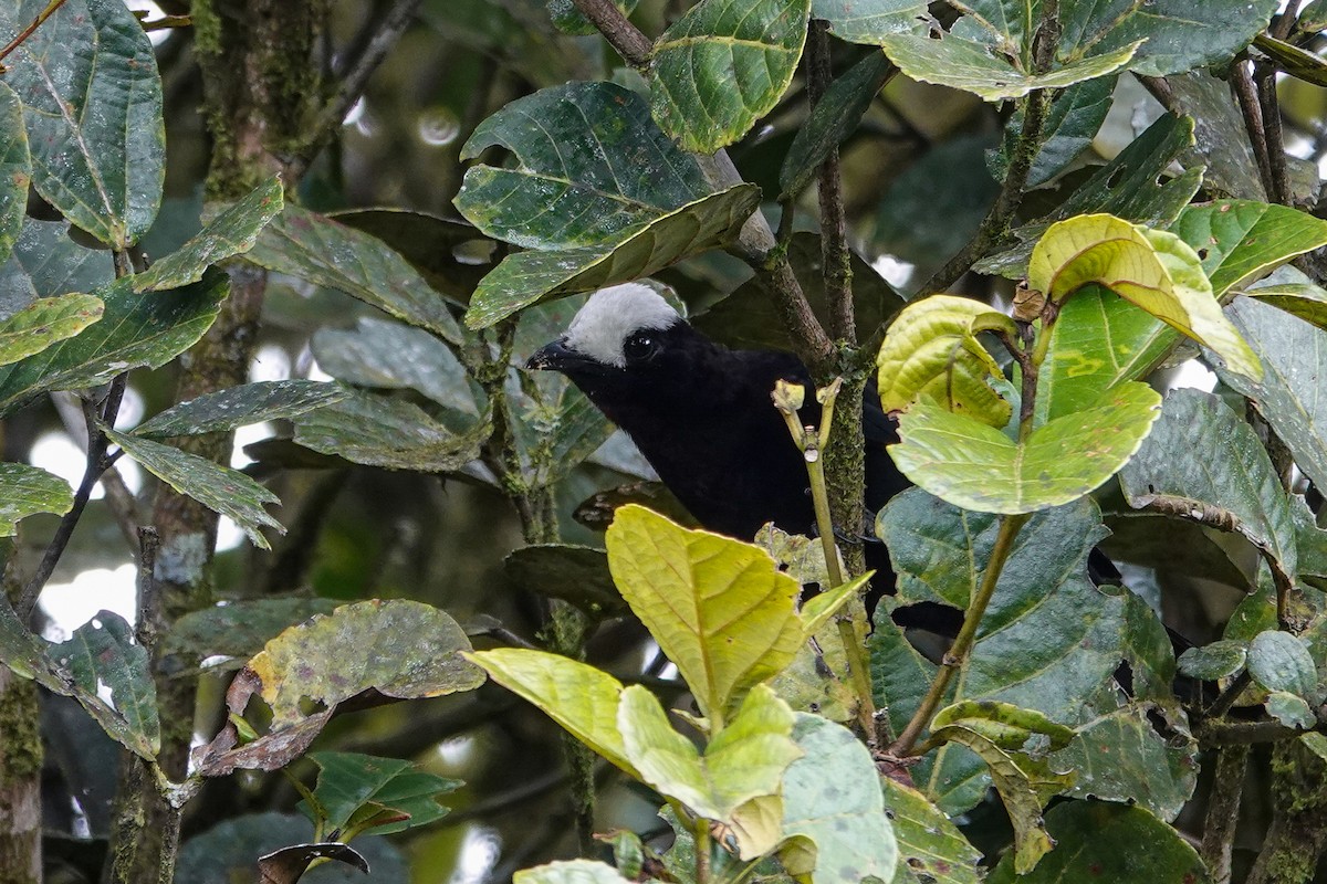 White-capped Tanager - ML646506053