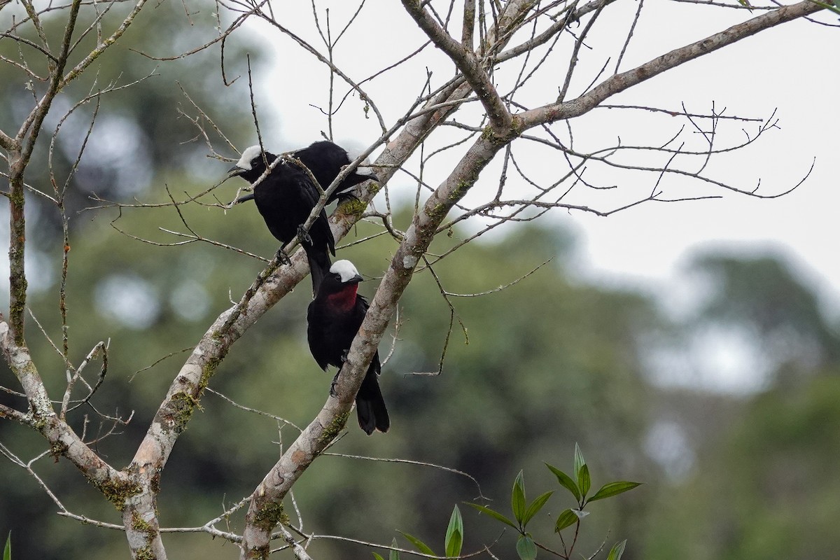 White-capped Tanager - ML646506054