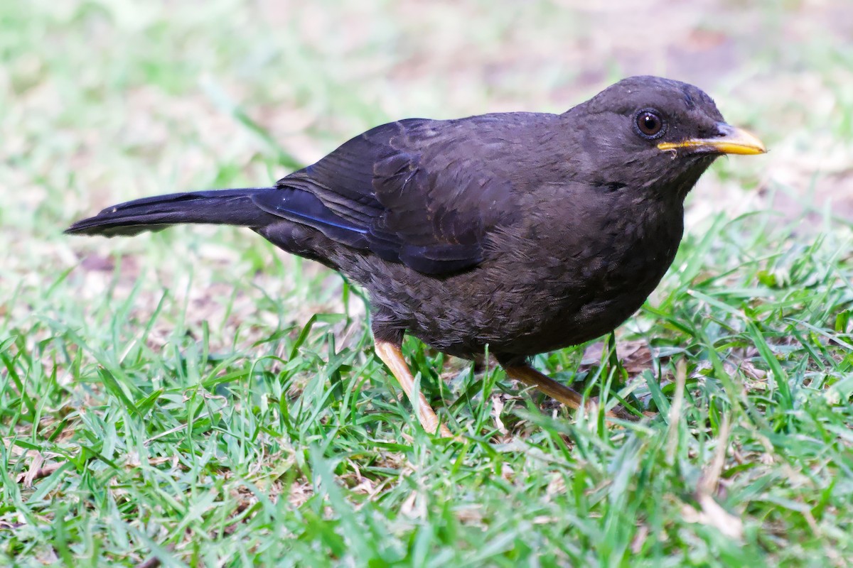 Great Thrush - ML646506057