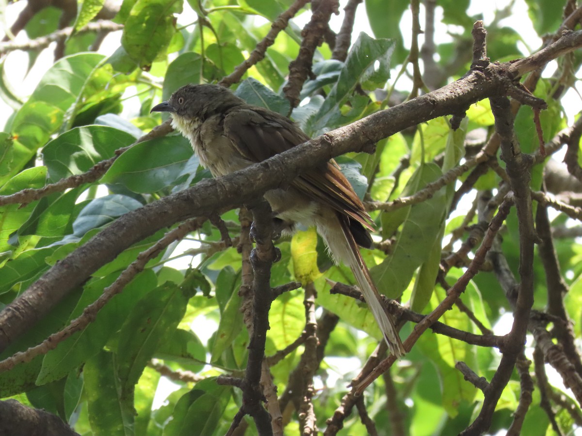 Pale-throated Greenbul - ML646506061