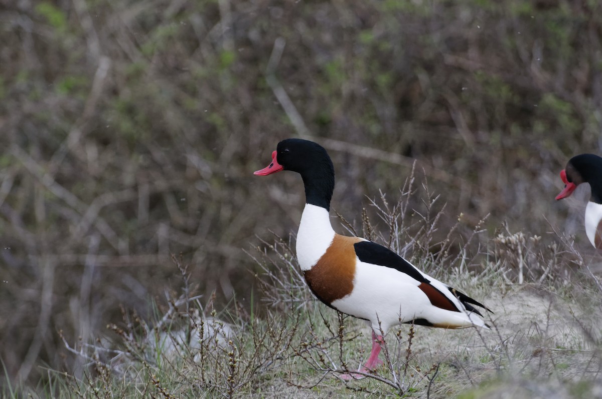 Tarro Blanco - ML646506062