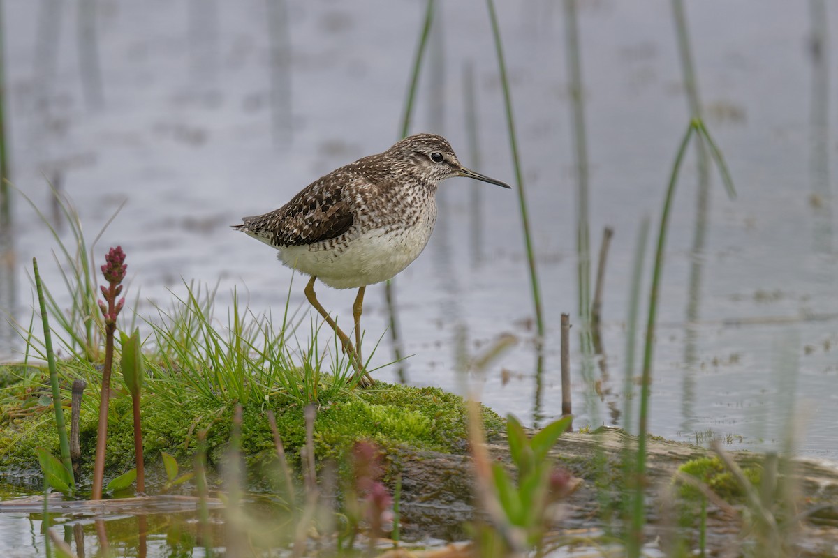 vodouš bahenní - ML646506064