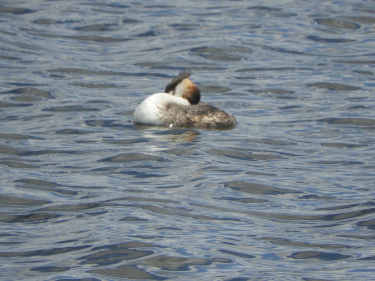 Great Crested Grebe - ML646506065