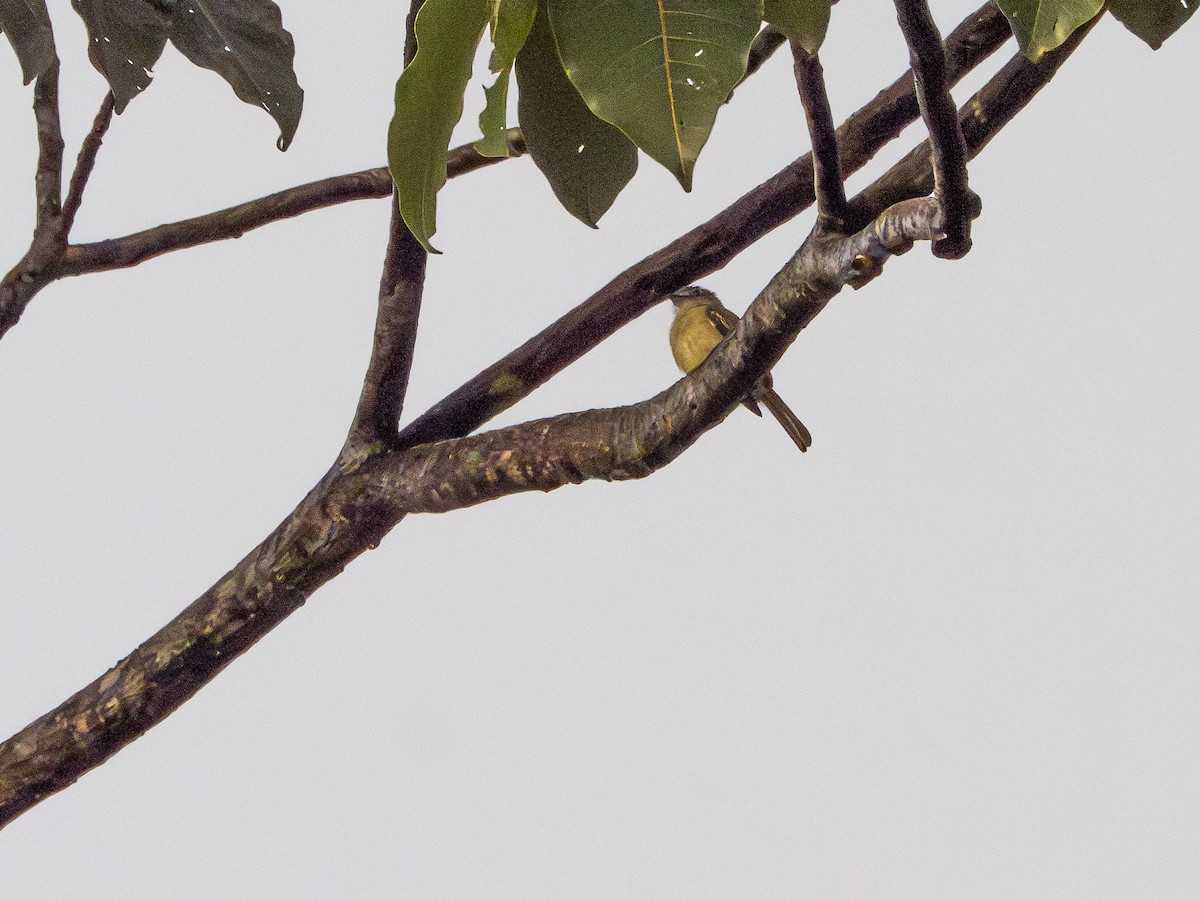 Gray-crowned Flatbill - ML646506071