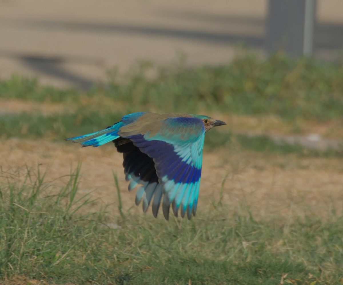 Indian Roller - ML646506073