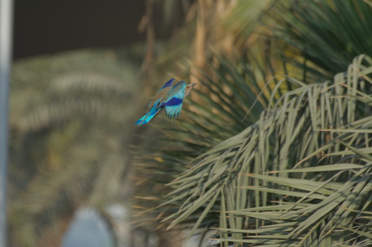 Indian Roller - ML646506074