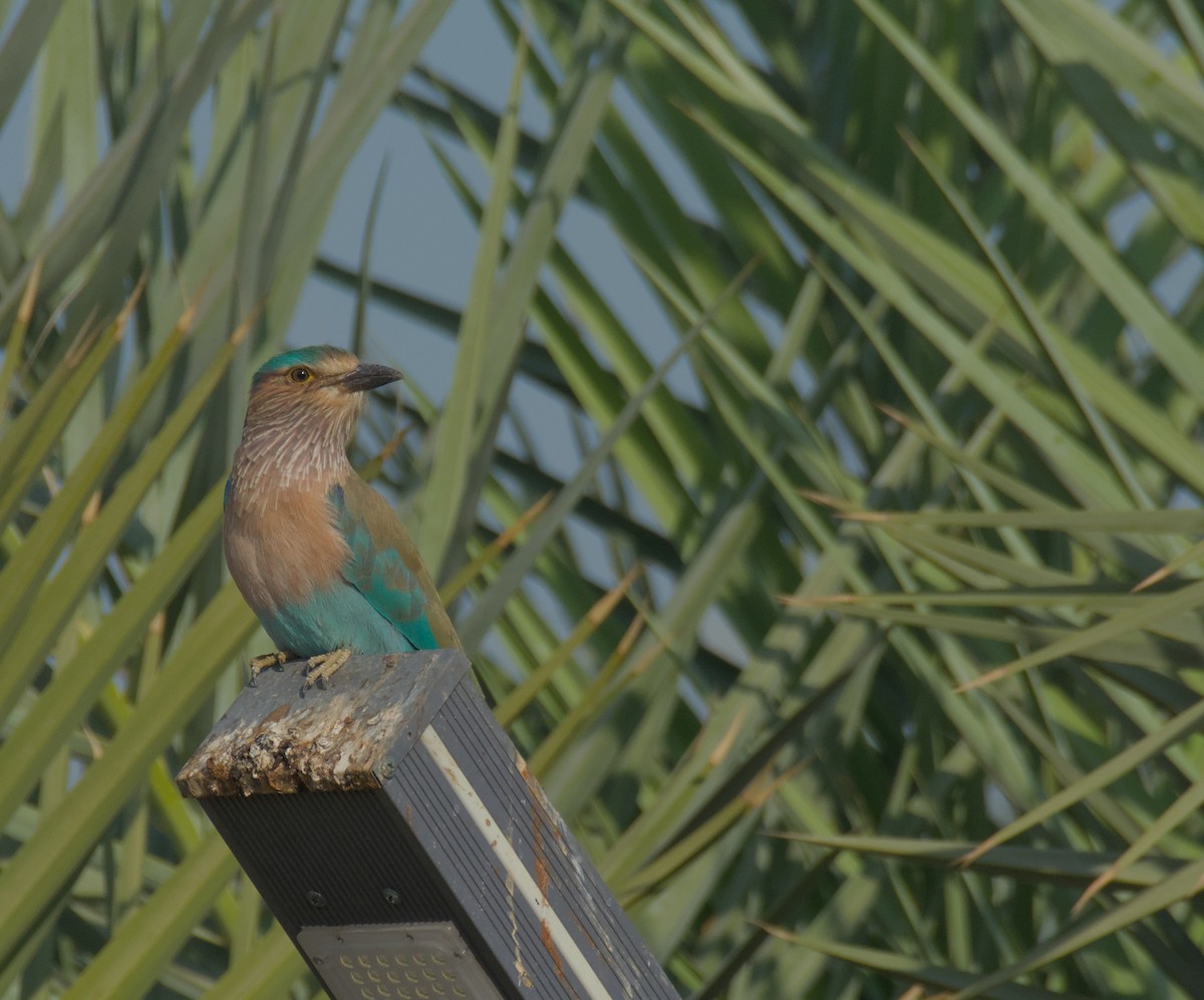Indian Roller - ML646506077