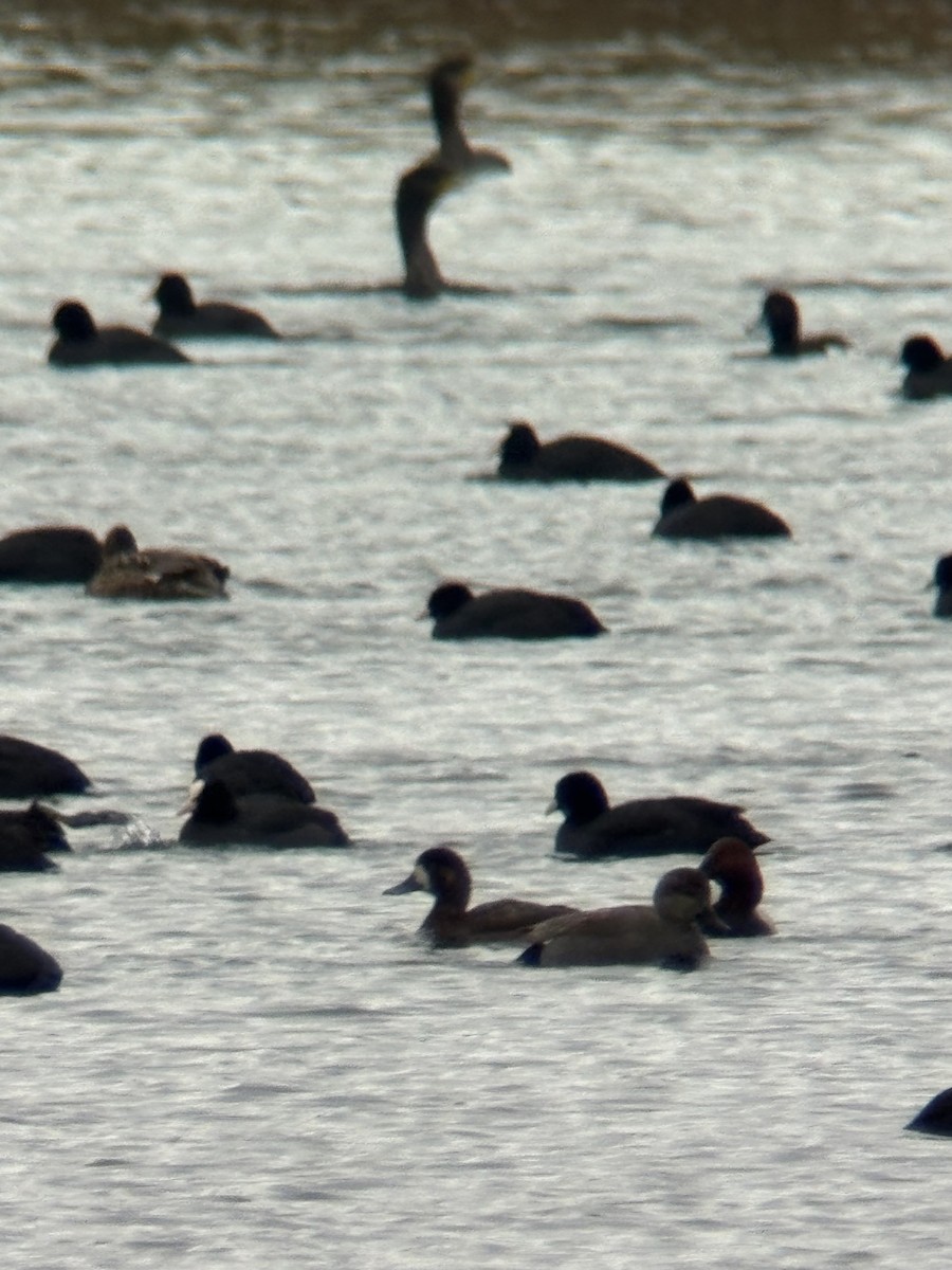 Greater Scaup - ML646506078