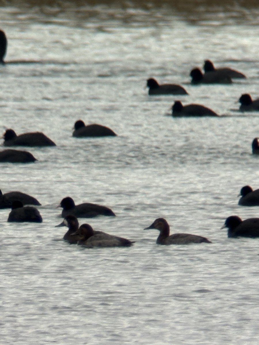 Greater Scaup - ML646506079