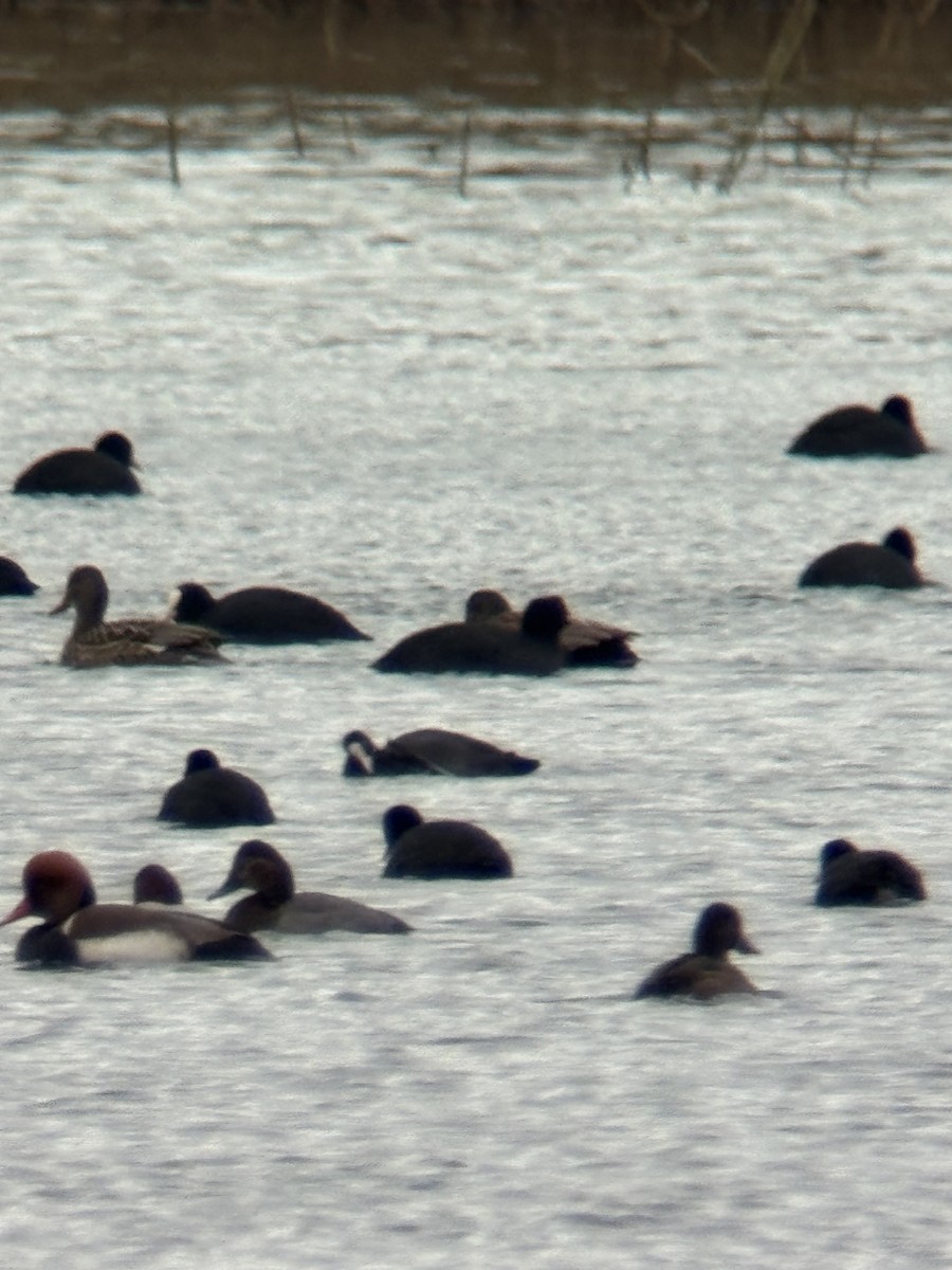 Greater Scaup - ML646506080