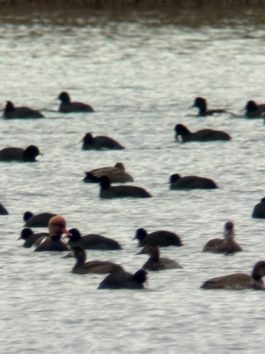 Greater Scaup - ML646506081