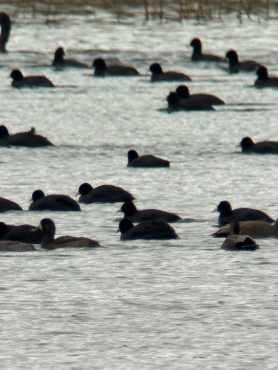 Greater Scaup - ML646506082
