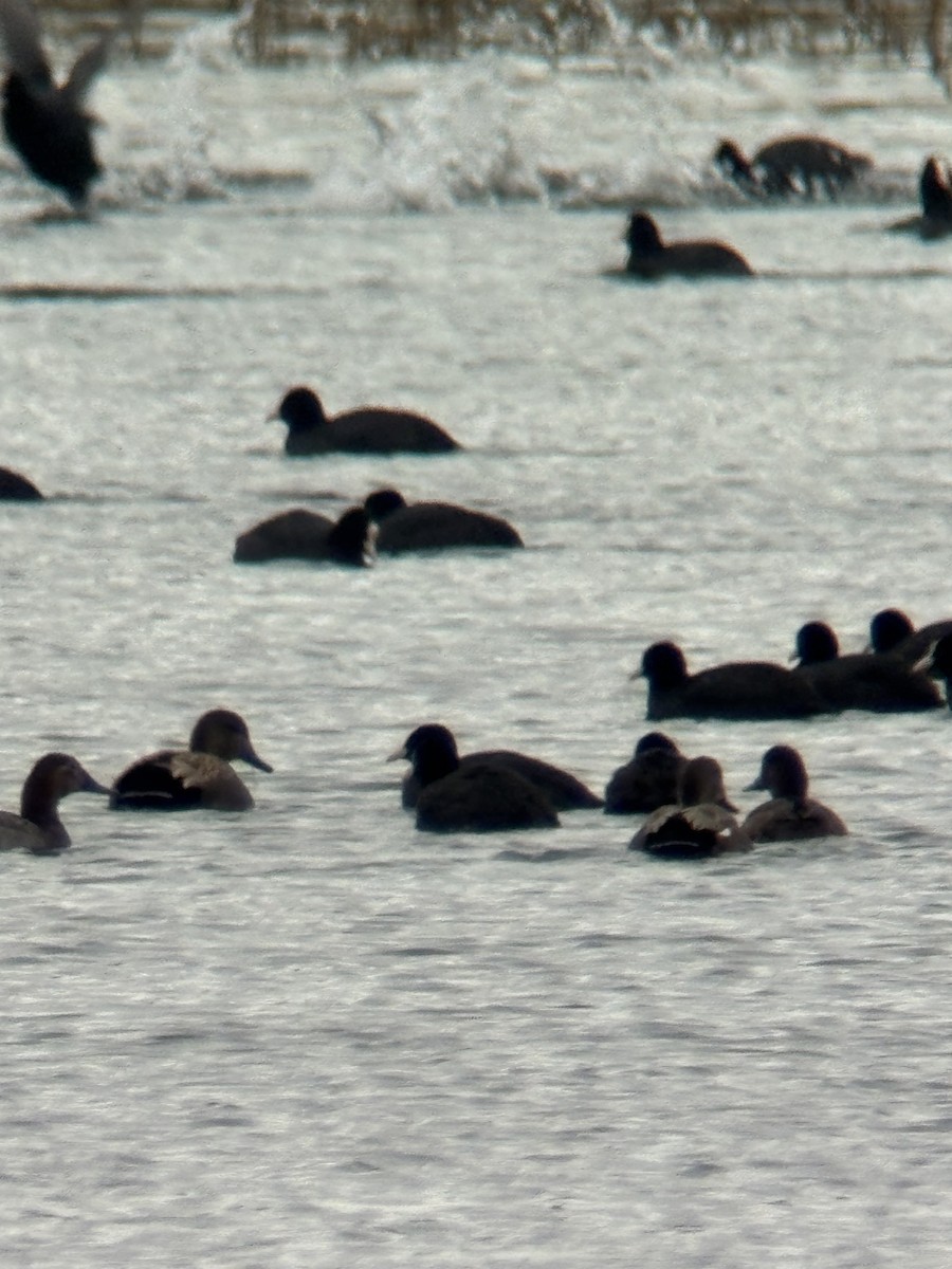 Greater Scaup - ML646506083