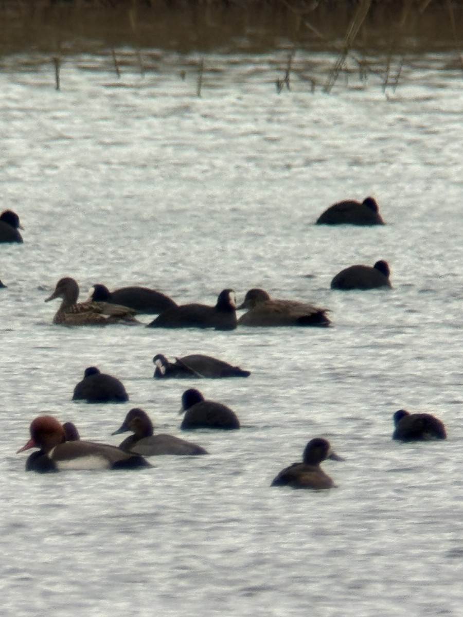 Greater Scaup - ML646506084