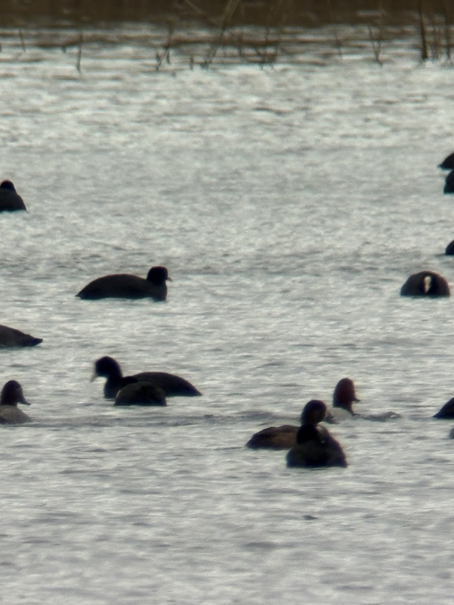 Greater Scaup - ML646506085