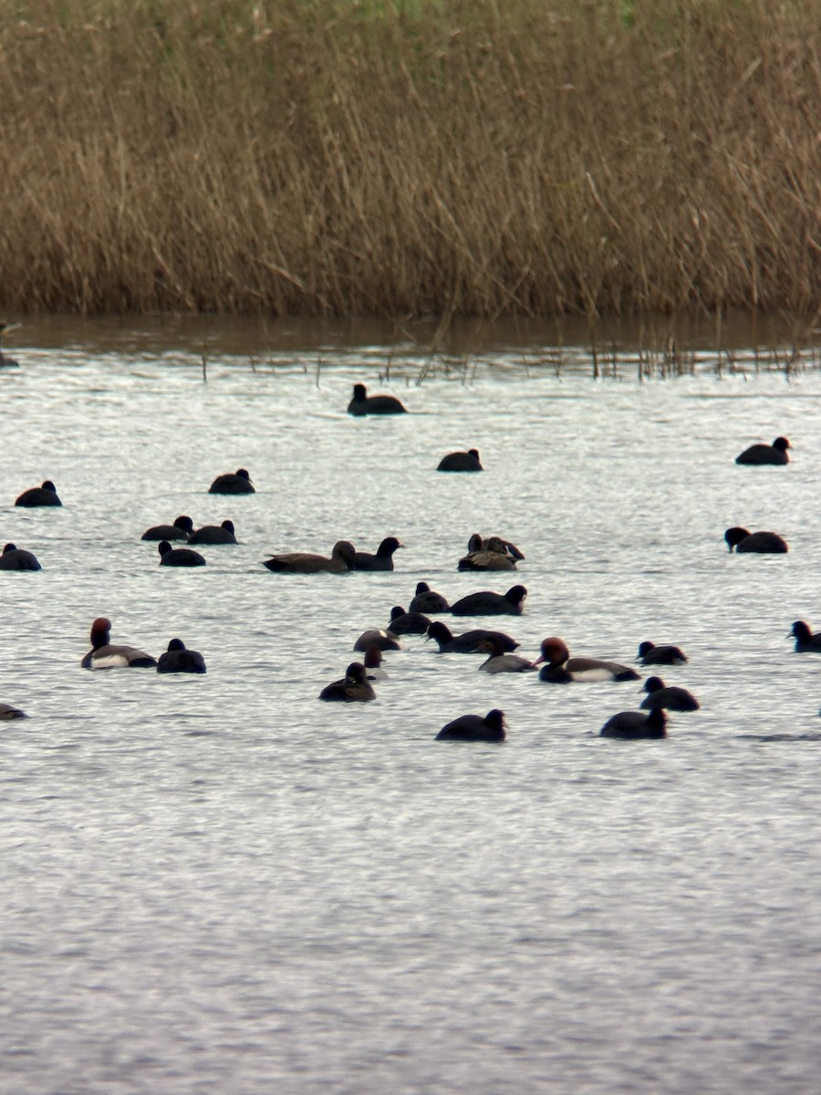 Greater Scaup - ML646506086
