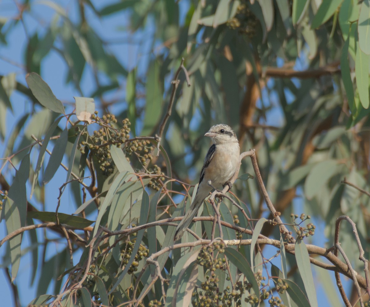 Маскированный сорокопут - ML646506087