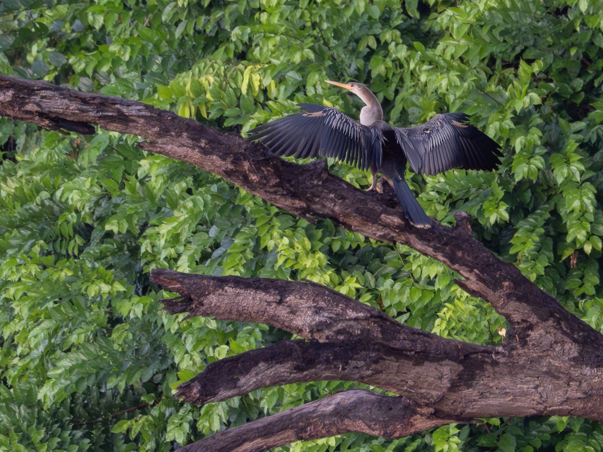 Anhinga - ML646506088