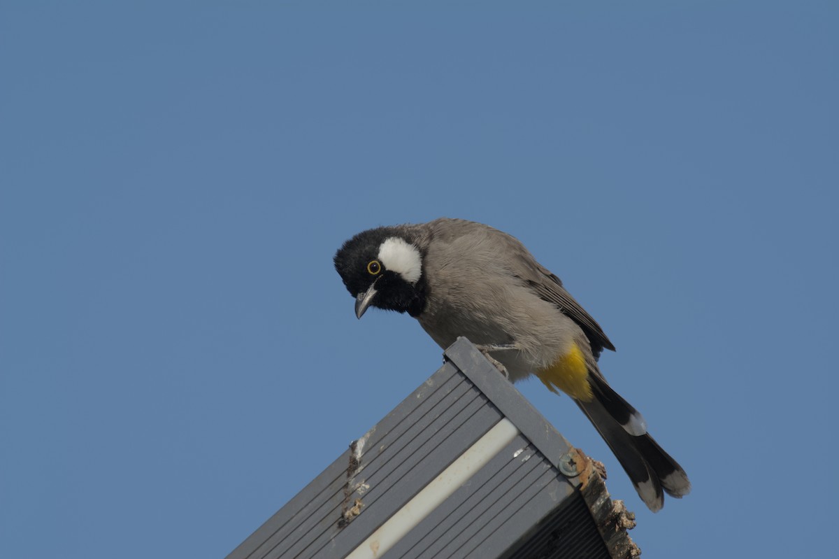 Белоухий бюльбюль - ML646506096