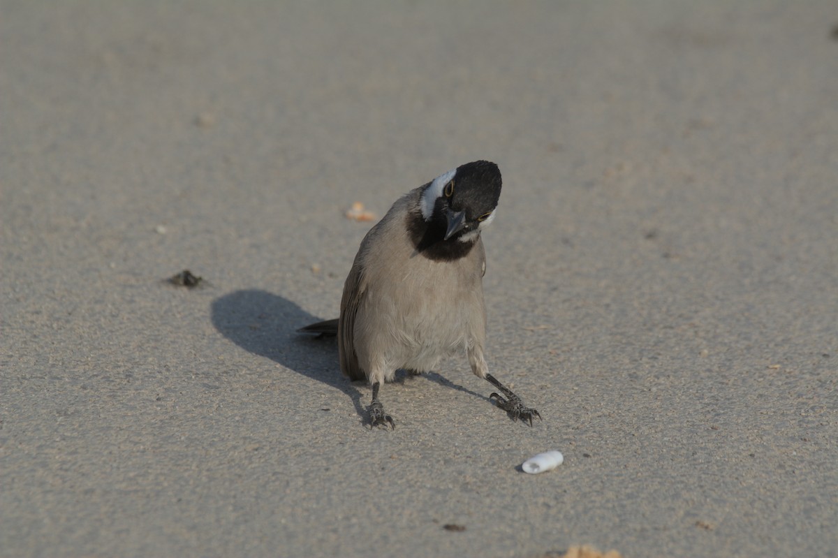 Белоухий бюльбюль - ML646506100