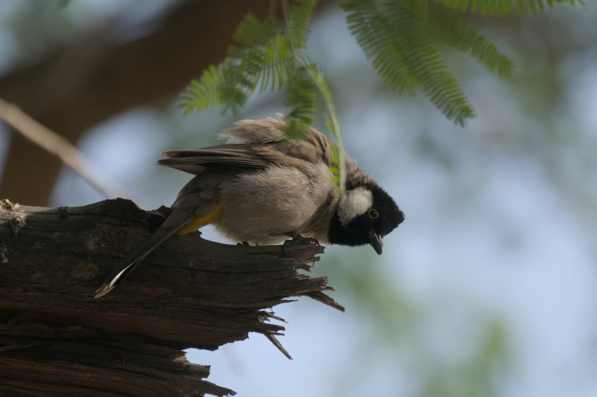 Белоухий бюльбюль - ML646506101