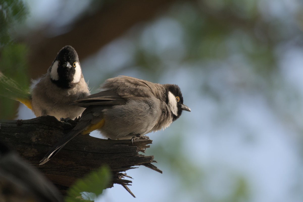 Белоухий бюльбюль - ML646506102