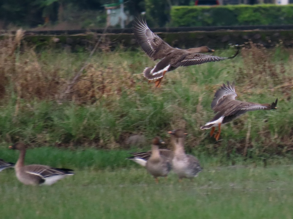 Wald-/Tundrasaatgans - ML646506104