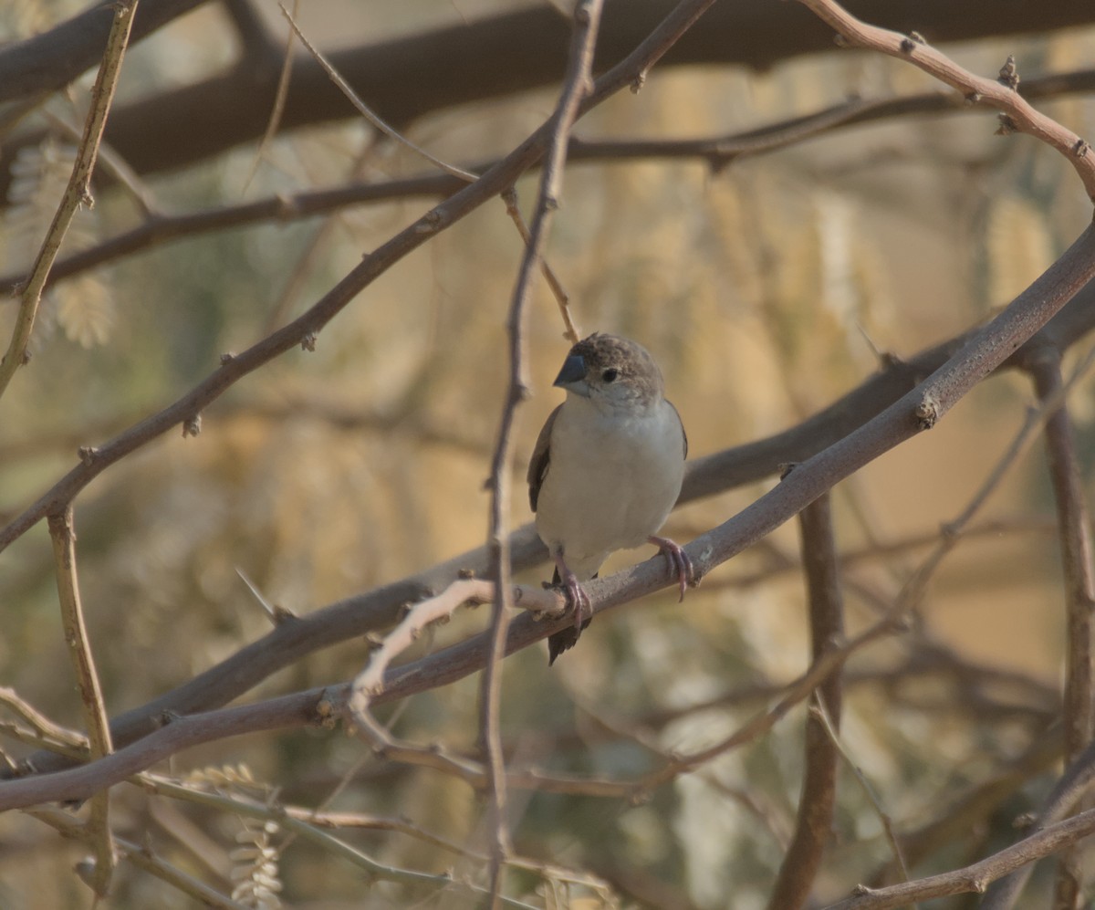 Малабарская амадина - ML646506105