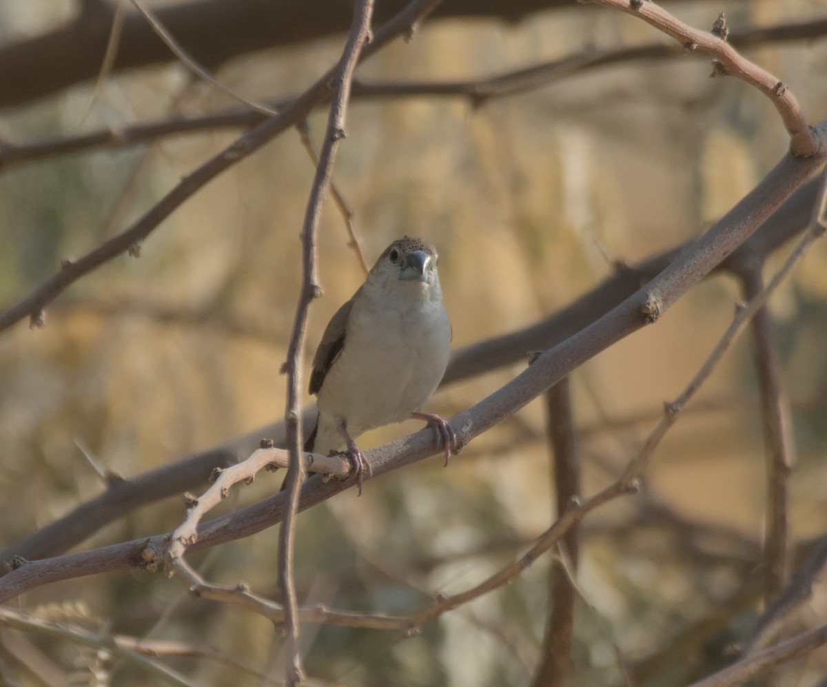 Малабарская амадина - ML646506106