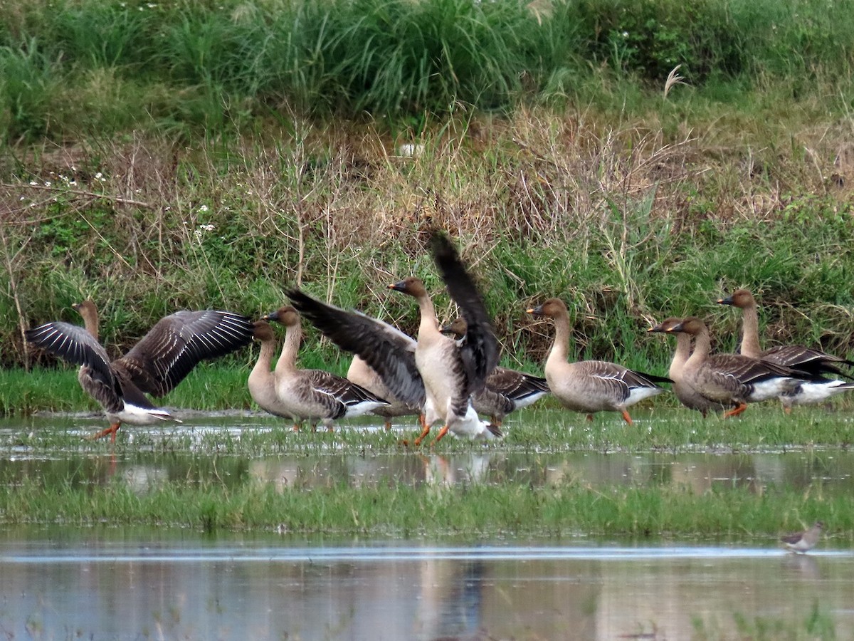 Wald-/Tundrasaatgans - ML646506116