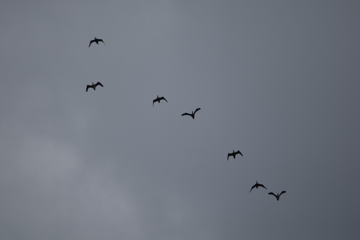 Great Cormorant - ML646506118