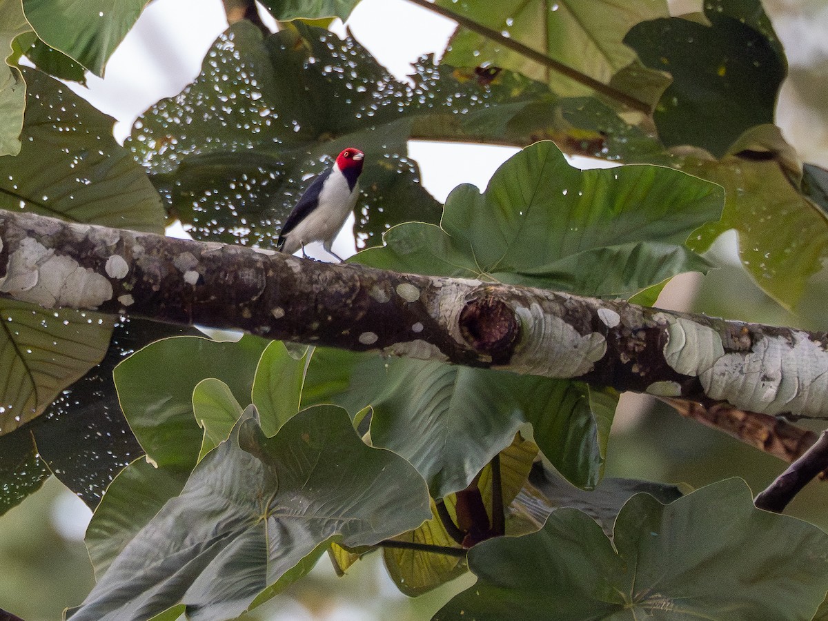 Red-capped Cardinal (Red-capped) - ML646506119