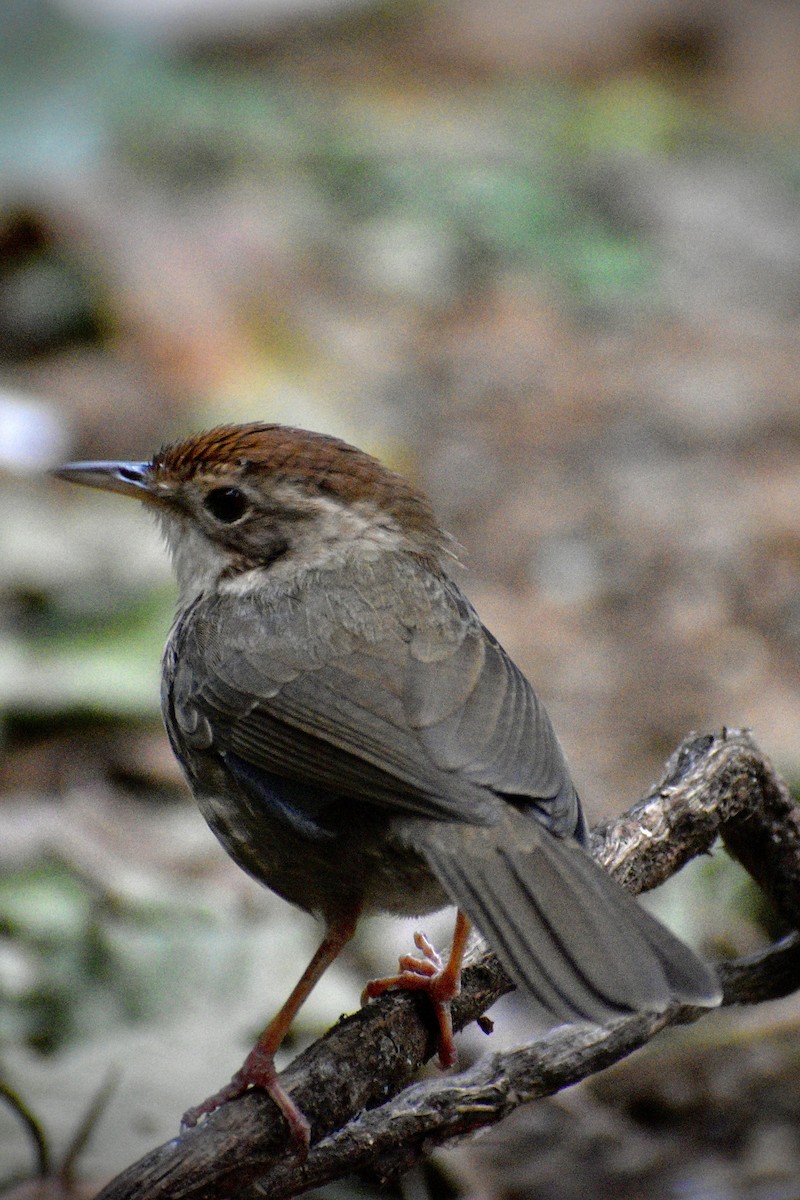 Puff-throated Babbler - ML646506123