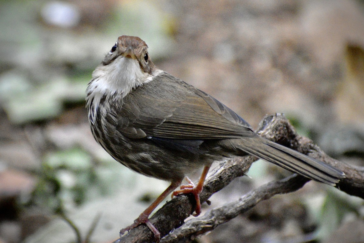 Puff-throated Babbler - ML646506124