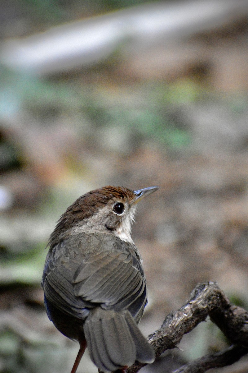 Puff-throated Babbler - ML646506125