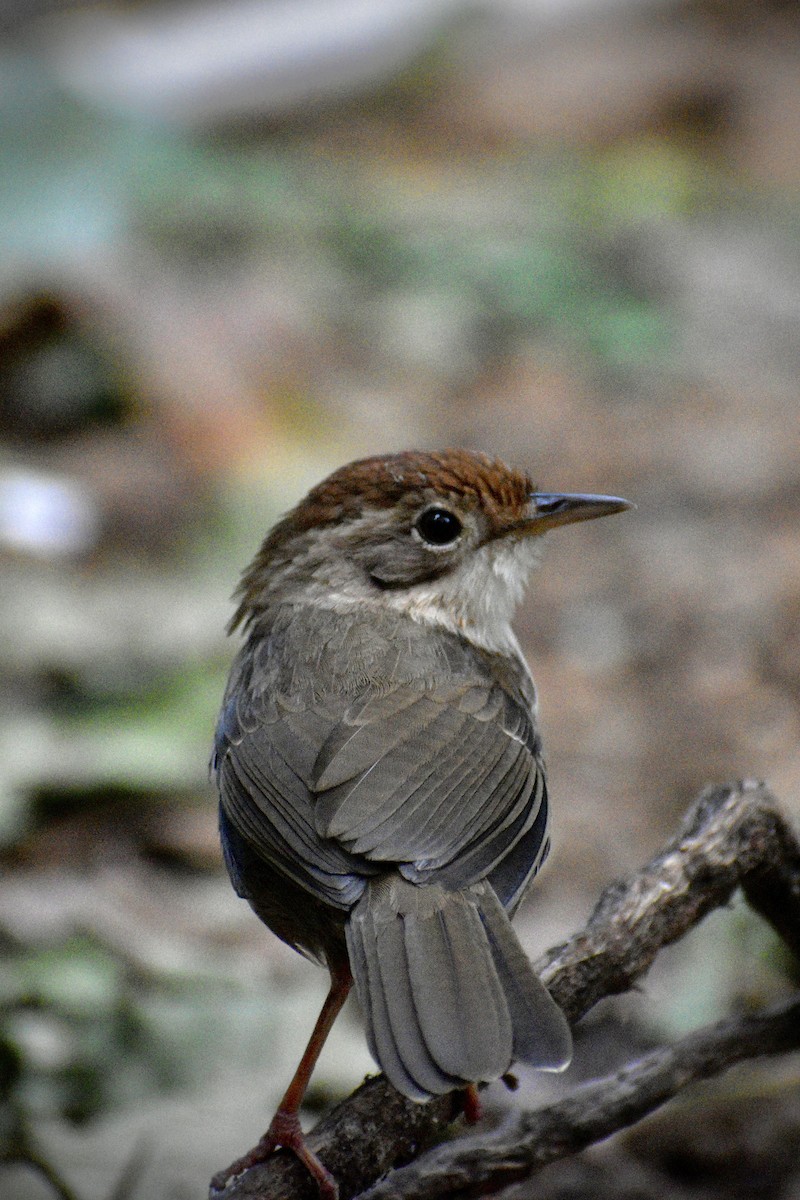 Puff-throated Babbler - ML646506126