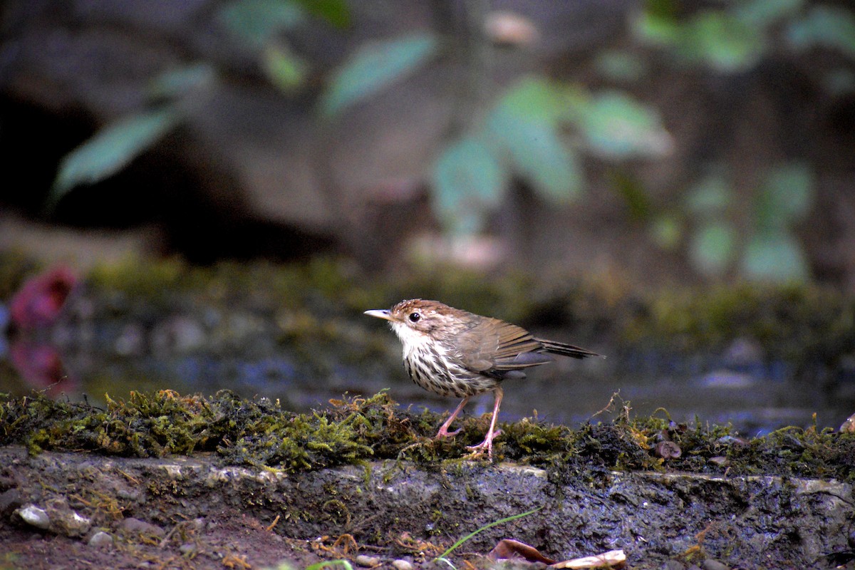 Puff-throated Babbler - ML646506127