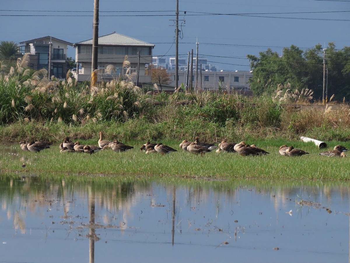 Wald-/Tundrasaatgans - ML646506131