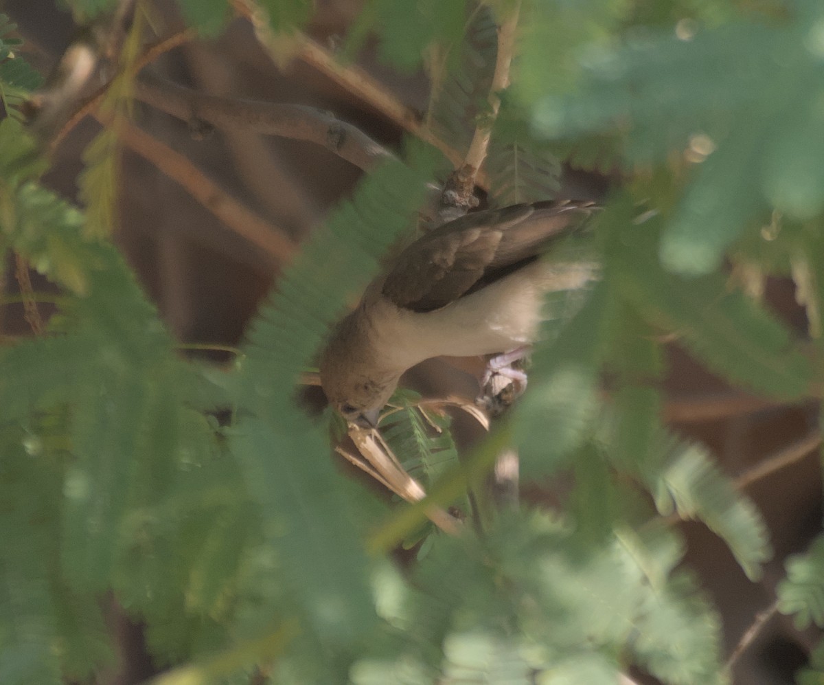 Малабарская амадина - ML646506132