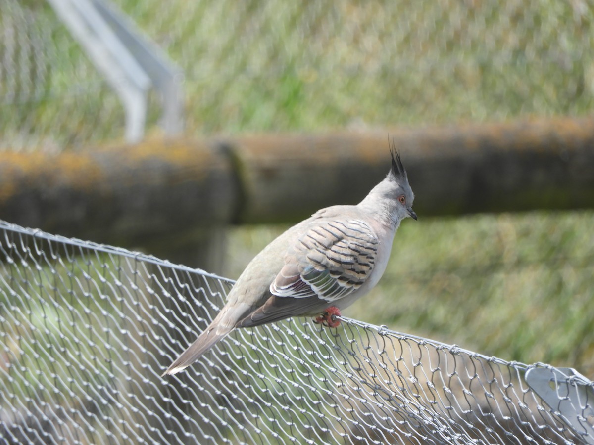Crested Pigeon - ML646506134